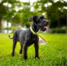 Matt Aslan Photography - 寵物寫真 Matt Aslan Photography - 寵物寫真