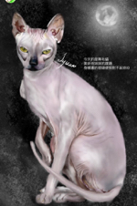 S’ Design -  擬真電繪_無毛貓