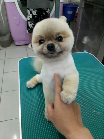 PEACE PET彼思沛 居家寵物美容 - 耳朵咧?