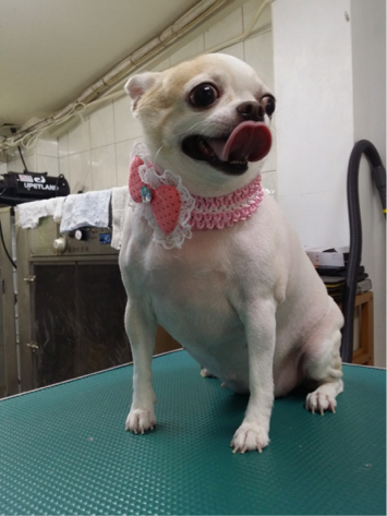 PEACE PET彼思沛 居家寵物美容 - 剃完毛後～還是有差的喔！