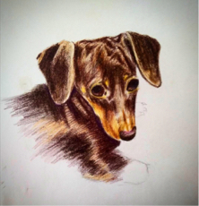 郭佩 Kimmy - 色鉛筆的寵物肖像