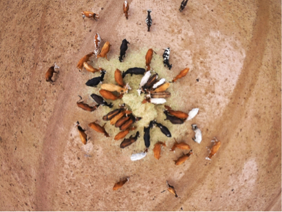 戴暘麟 - 美國牧場空拍