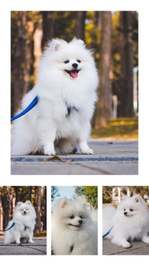 Swayk696攝影接案 - 寵物攝影