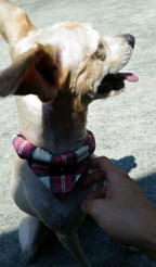 寄養貓咪🐱小狗狗🐶 - 