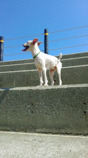 寄養貓咪🐱小狗狗🐶 - 