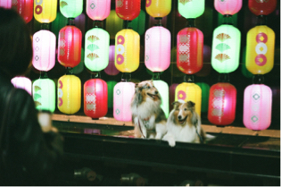 xin 工作室 - 寵物