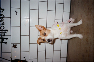 xin 工作室 - 寵物