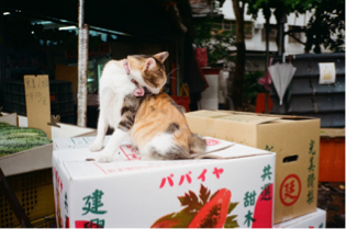 xin 工作室 - 寵物