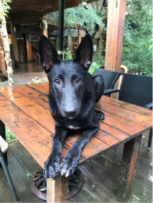 林暐勳 - 服從訓練