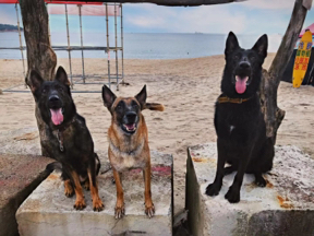 林暐勳 - 服從訓練