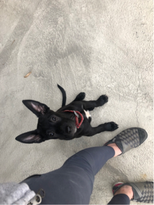 林暐勳 - 幼犬穩定、服從訓練