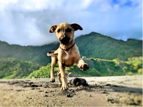 林暐勳 - 開心散步❤️