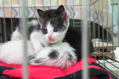 郭昱麟 - 流浪動物拍攝