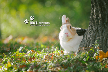 帕比寵物攝影 - 