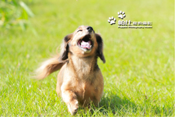 帕比寵物攝影 - 