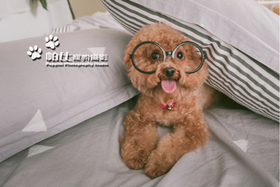 帕比寵物攝影 - 