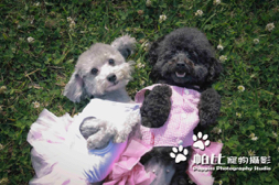 帕比寵物攝影 - 