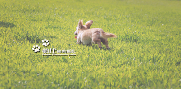 帕比寵物攝影 - 