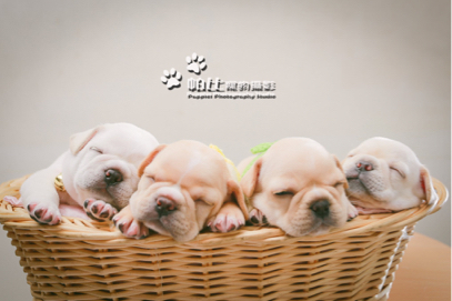 帕比寵物攝影 - 