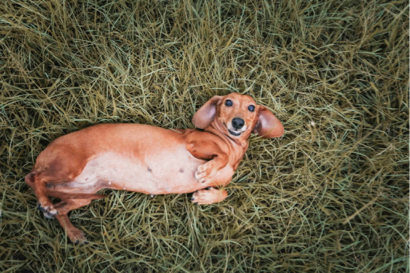 帕比寵物攝影 - 