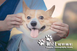 帕比寵物攝影 - 