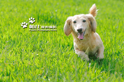 帕比寵物攝影 - 