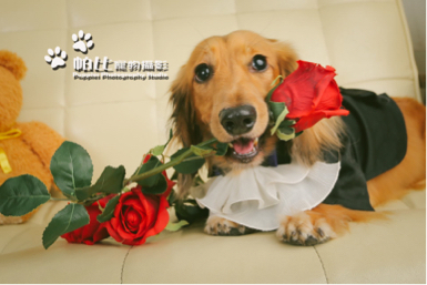 帕比寵物攝影 - 