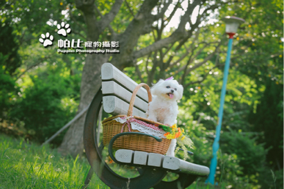帕比寵物攝影 - 