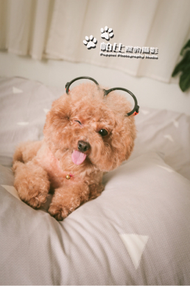 帕比寵物攝影 - 