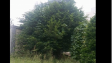 久木園藝 - 榕樹也可變特別，改造前