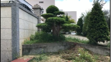 久木園藝 - 榕樹改造後