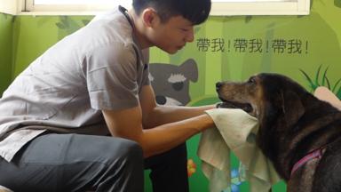 正向寵物行為訓犬師 米恩 - 