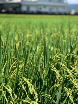 尊榮專車服務 - 美麗的稻穗?