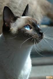 提供斷食療程服務的專家小湘