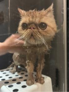 上品寵物美容（動物醫院） - 