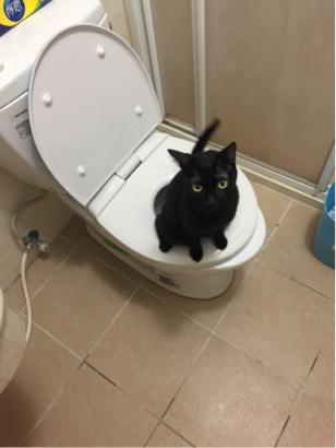 鄒豐合🇬🇧 🇺🇸🇫🇷 來一趟完美的歐洲之旅  - 寶貝貓貓