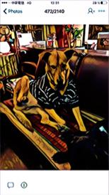 鄒豐合🇬🇧 🇺🇸🇫🇷 來一趟完美的歐洲之旅  - 啤酒 狗界模特