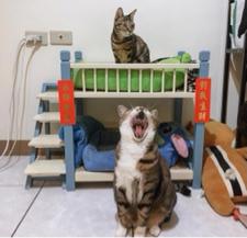 園長-王郁喬 - 雙層床 總共10幾個睡覺地方