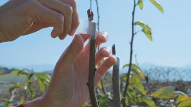 李政寬(gounsai) - 農產品牌影像攝影