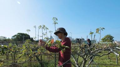 李政寬(gounsai) - 農產品牌影像攝影