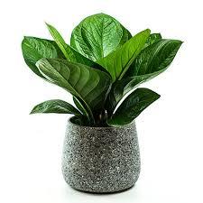 象山小園藝師 - 123123