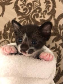 蘆洲貓咪褓母 - 小奶貓 蘆洲貓咪褓母 - 小奶貓