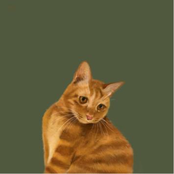 Chien Design Studio - 