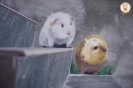 1200km精緻壁畫 - 