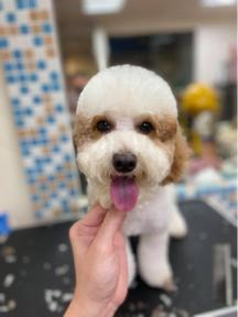 O'baby 寵物生活館 - 