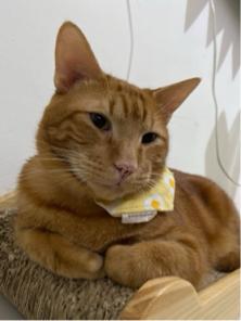 林敏酸 - 肥嘟嘟的金金