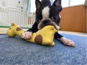 炭炭寵物萬事屋 - 