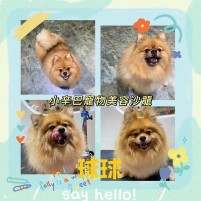 小辛巴寵物美容沙龍 - 作品圖