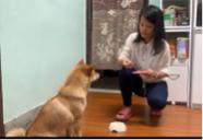 寵物訓練工作室 - 上課過程