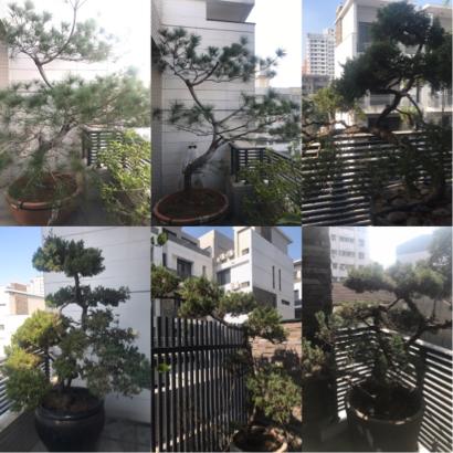 微森林園藝養護工作室 - 台南市東區,五層樓案件 微森林園藝養護工作室 - 台南市東區,五層樓案件